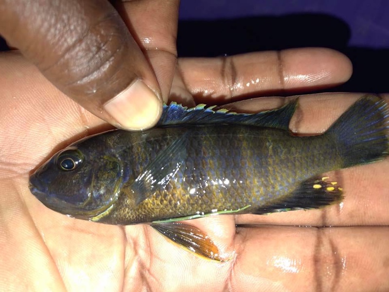 Gephyrochromis sp. 'sand' Londo